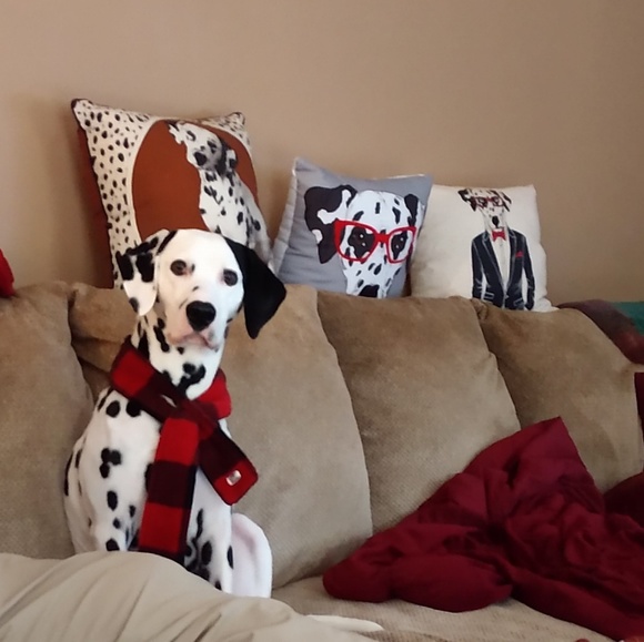 Meet your Posher, Julia - Picture 4 of 16